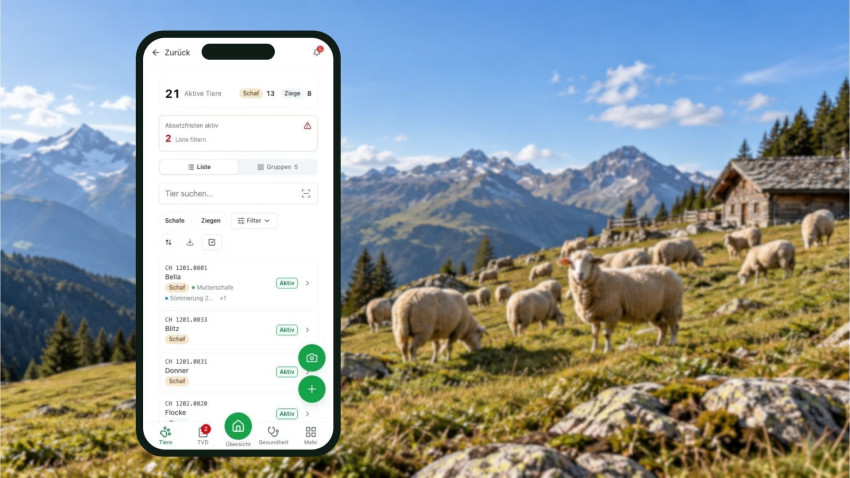 «Herdy» verbindet Stall und Tierverkehrsdatenbank